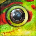 Augenblick eines Madagaskar-Taggeckos Acryl auf Leinwand;
30 x 30 cm